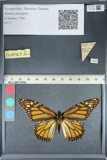 Media type: image;   Entomology 164584